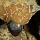 Illustration for article titled Lava Caves Filled with the Most Beautiful Excrement in the World